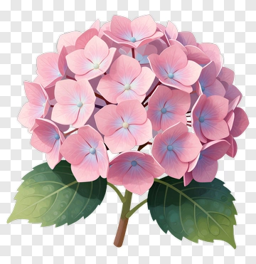 Pink Hydrangea Flower Bouquet PNG