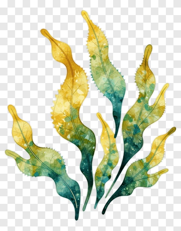 Colorful Seaweed Illustration PNG