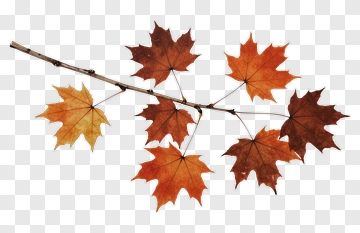 Autumn Maple Leaves On A Branch PNG