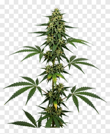 Cannabis Plant PNG