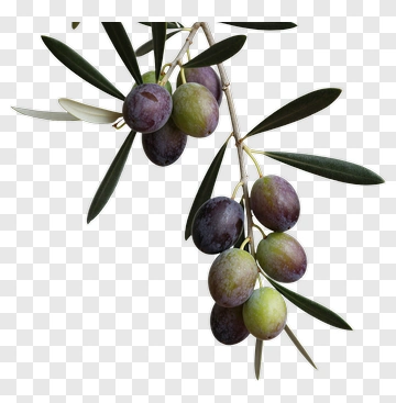 Olive Branch With Ripe Olives PNG