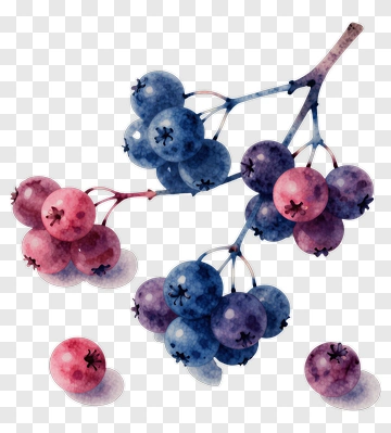 Watercolor Blueberries And Pink Berries On Branch PNG