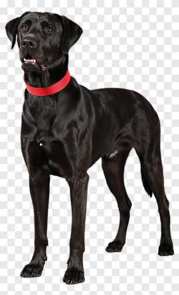 Black Labrador Retriever Standing PNG