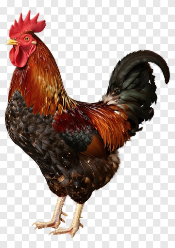 Realistic Rooster Standing Proudly PNG