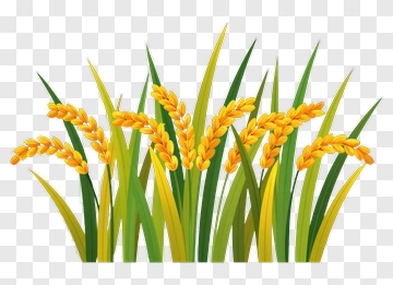 Rice Plant With Yellow Grains PNG