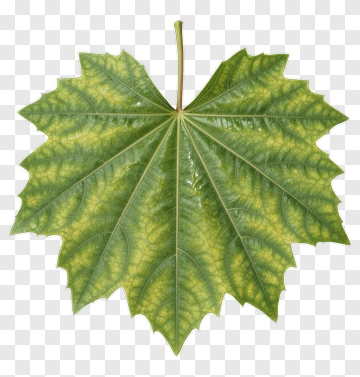 Green Maple Leaf PNG