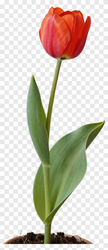 Red Tulip Flower PNG