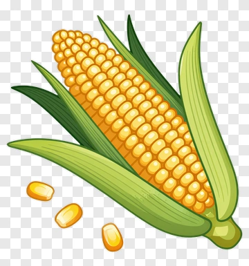 Corn On The Cob With Kernels PNG