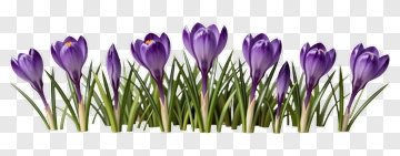 Purple Crocus Flowers In Grass PNG