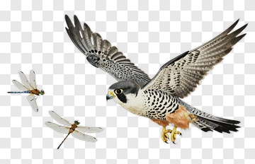 Peregrine Falcon Flying With Dragonflies PNG