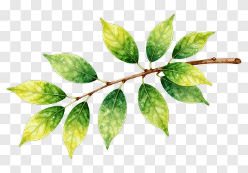 Watercolor Green Leaves On A Branch PNG