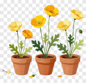 Flower Pots With Yellow Poppies PNG