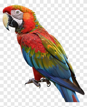 Colorful Macaw Parrot PNG