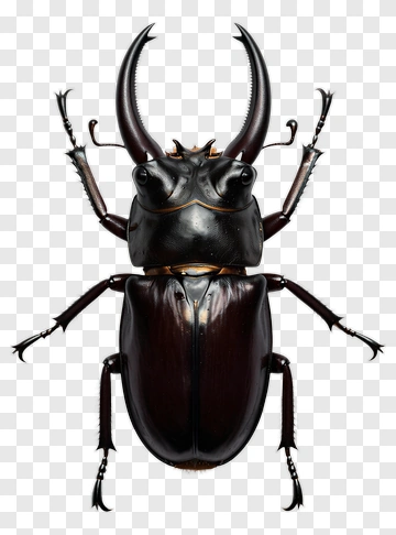 Realistic Stag Beetle PNG