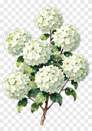 White Flowering Hydrangea PNG