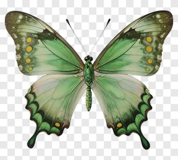 Green Butterfly PNG