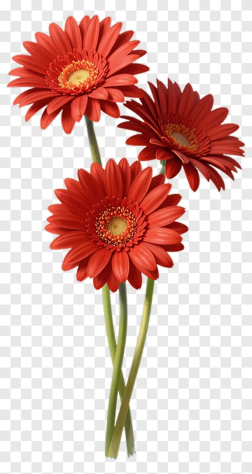 Red Gerbera Daisy Flowers PNG