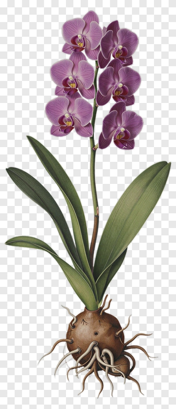 Orchid Plant With Purple Flowers PNG
