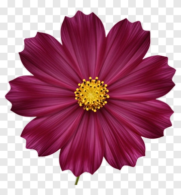 Purple Flower With Yellow Center PNG