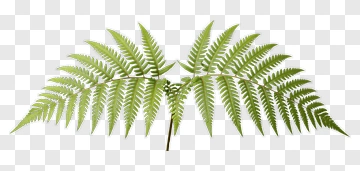 Green Fern Leaf PNG