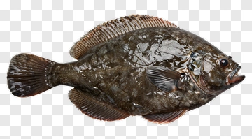 Flatfish On A White Background PNG