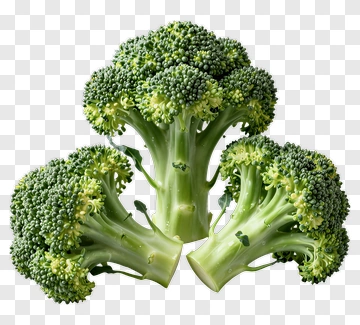 Fresh Broccoli Bunch PNG