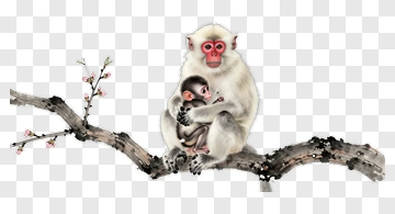 Mother Monkey Holding Baby Monkey On A Branch PNG
