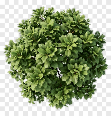 Green Tree PNG