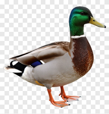 Mallard Duck Standing PNG