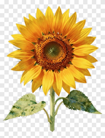 Sunflower With Green Leaves PNG