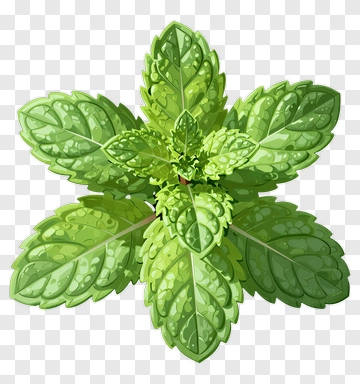 Fresh Mint Leaves PNG