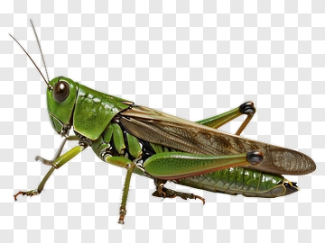 Green Grasshopper PNG