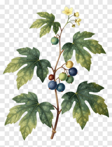Botanical Illustration Of A Grape Vine With Leaves And Flowers PNG