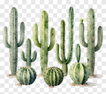 Various Cacti In A Natural Arrangement PNG