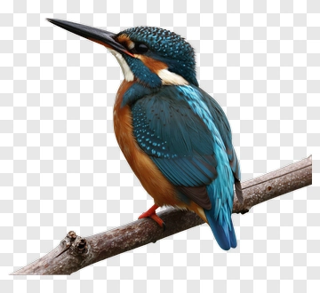Kingfisher Bird Perched On A Branch PNG