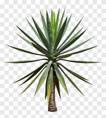 Agave Plant PNG
