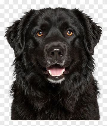 Happy Black Dog With Brown Eyes PNG