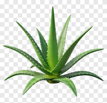 Aloe Vera Plant PNG