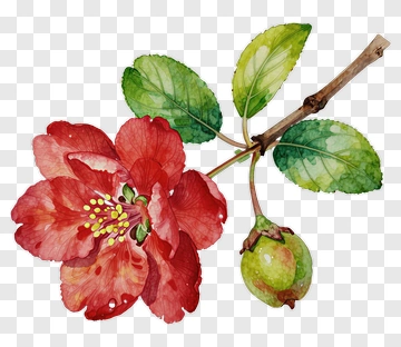 Watercolor Red Flower With Green Leaves PNG