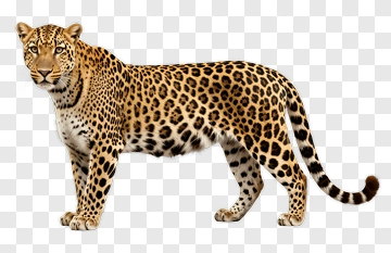 Leopard Standing Proudly PNG