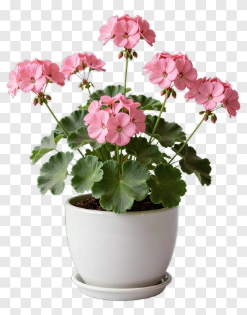 Pink Geranium Plant In A White Pot PNG