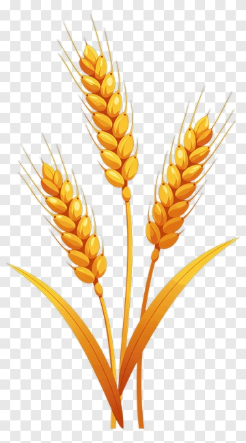 Wheat Plant With Golden Grains PNG