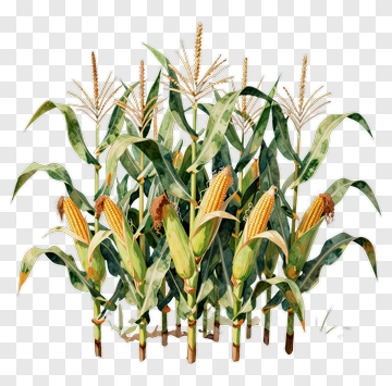 Corn Plants With Ears Of Corn PNG