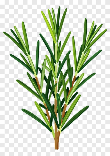 Rosemary Herb Plant PNG