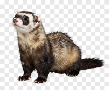 Ferret Sitting And Looking PNG