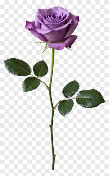 Purple Rose PNG