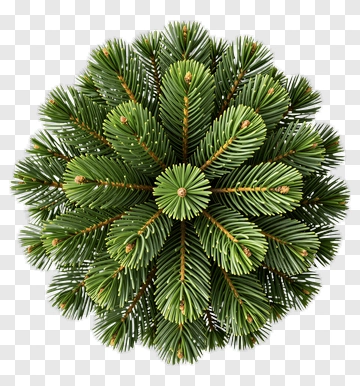 Pine Tree Top View PNG