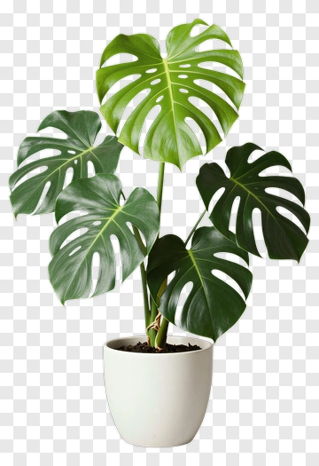 Monstera Plant In White Pot PNG