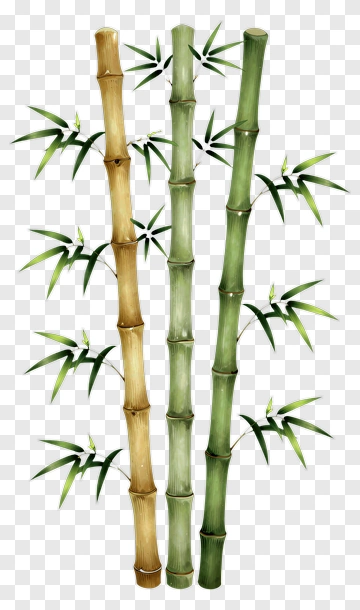 Bamboo Stalks With Green Leaves PNG