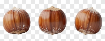 Hazelnut PNG